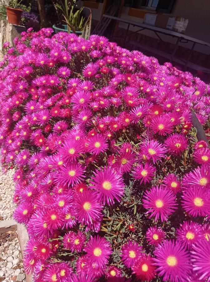 Quinta Hortensias I Quinta Do Sol Holiday home *
